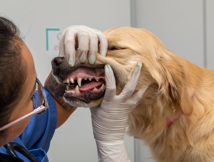 North Conway Pet Dentist